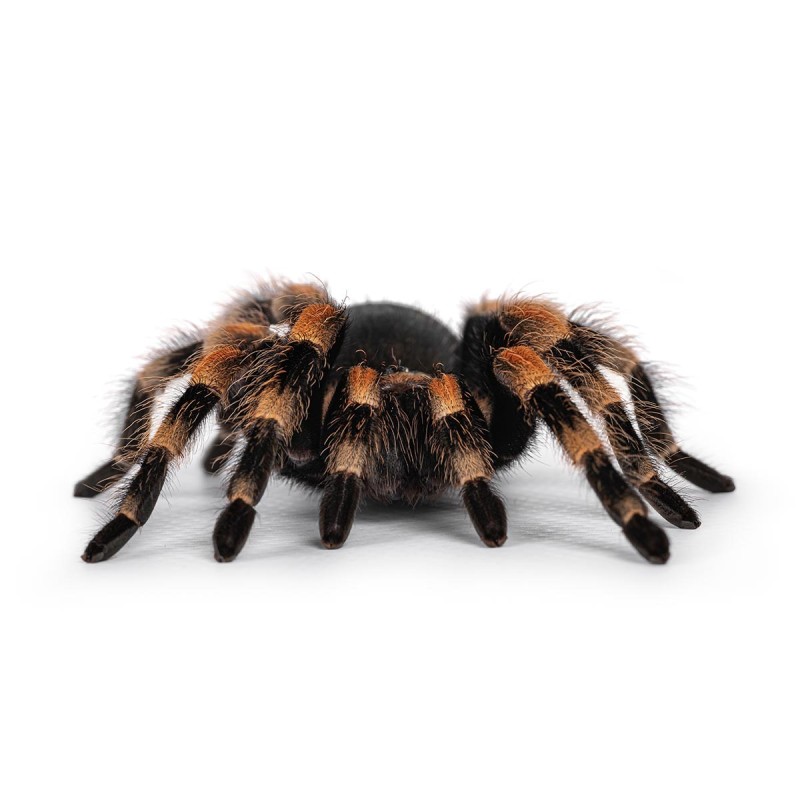 Ptasznik Czerwonokolanowy (Brachypelma hamorii)