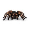 Ptasznik Czerwonokolanowy (Brachypelma hamorii)