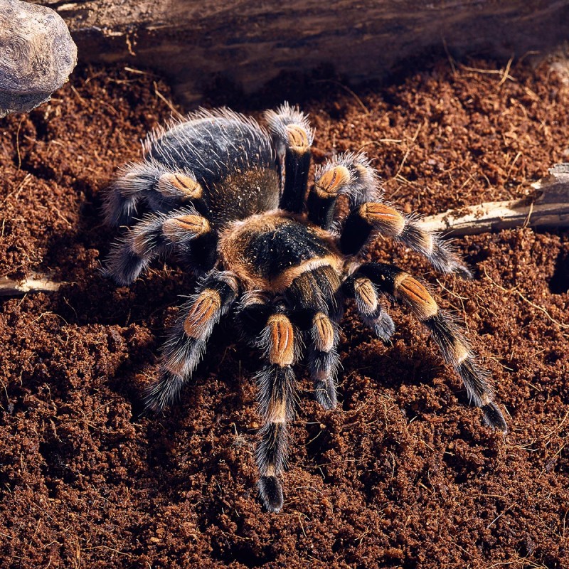 Ptasznik Czerwonokolanowy (Brachypelma hamorii)