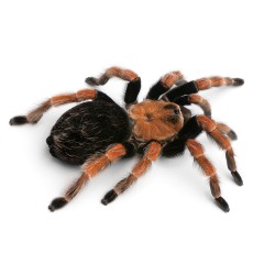 Ptasznik czerwononogi (Brachypelma boehmei)