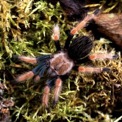 Ptasznik czerwononogi (Brachypelma boehmei)