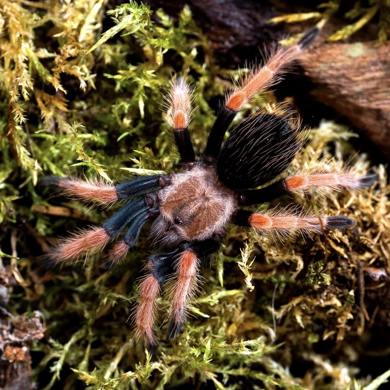 Ptasznik czerwononogi (Brachypelma boehmei)
