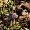 Ptasznik czerwononogi (Brachypelma boehmei)