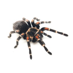 Ptasznik ognisty (Brachypelma auratum)