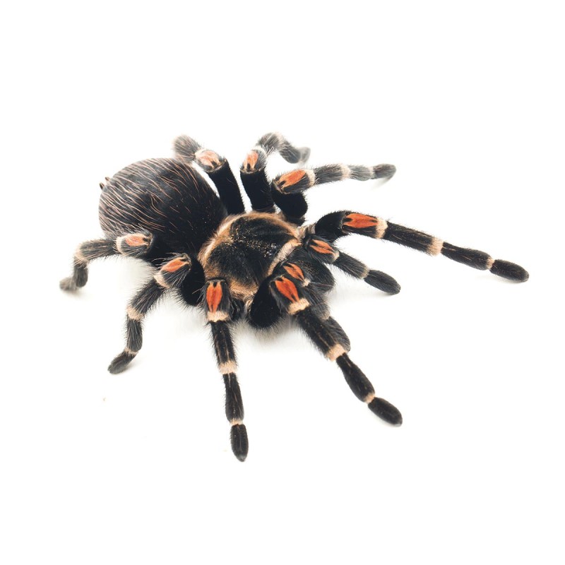 Ptasznik ognisty (Brachypelma auratum)