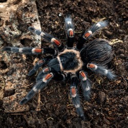 Ptasznik ognisty (Brachypelma auratum)