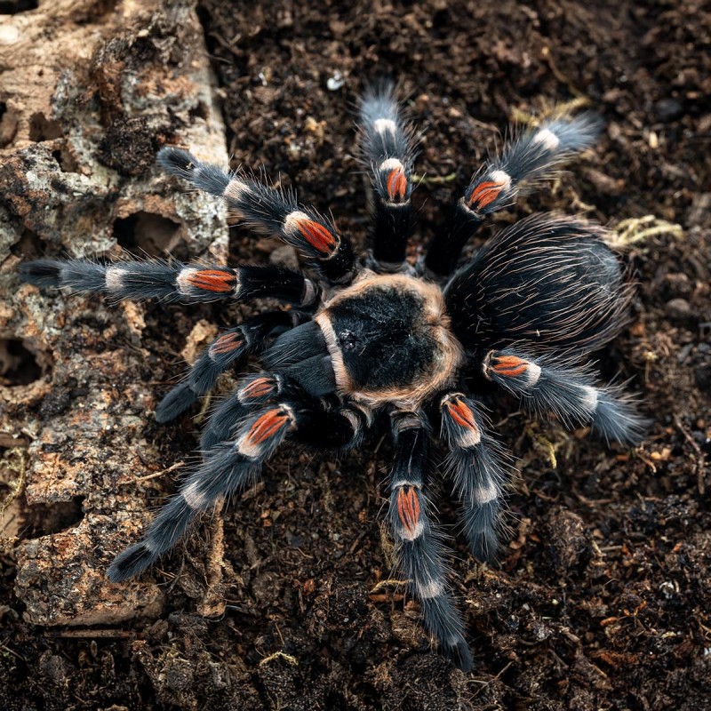 Ptasznik ognisty (Brachypelma auratum)