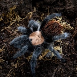 Ptasznik (Brachypelma albiceps)