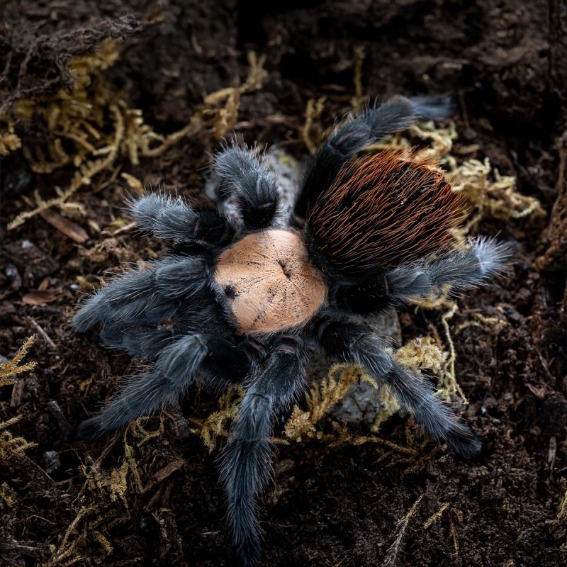 Ptasznik (Brachypelma albiceps)