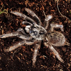 Ptasznik (Ceratogyrus darlingi)