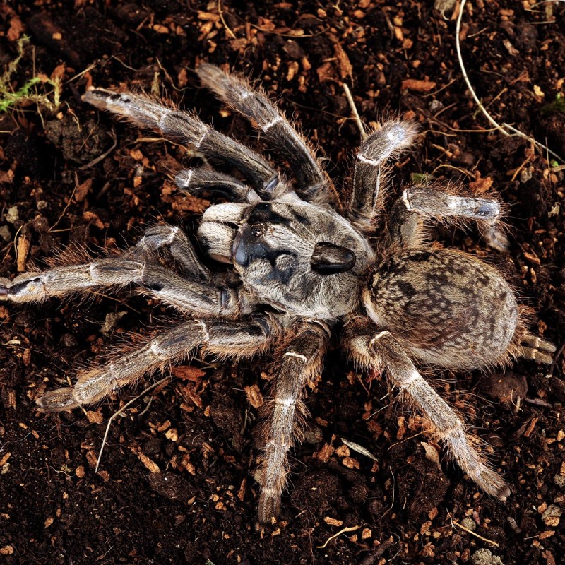 Ptasznik (Ceratogyrus darlingi)