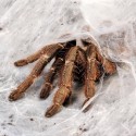 Ptasznik (Ceratogyrus darlingi)