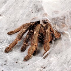 Ptasznik (Ceratogyrus darlingi)