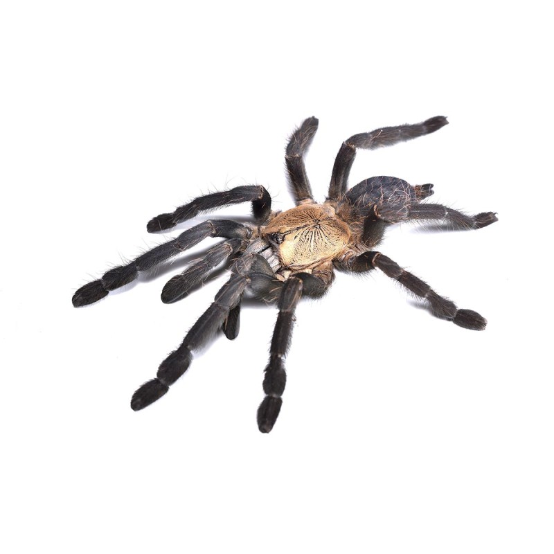 Ptasznik Cyriopagopus sp. Hati Hati Ptasznik Cyriopagopus sp. Hati Hati