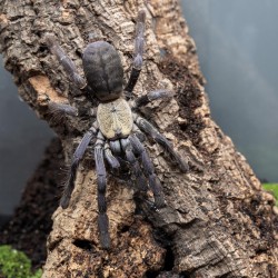 Ptasznik Cyriopagopus sp. Hati Hati