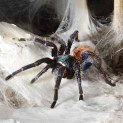Ptasznik (Chromatopelma cyaneopubescens)