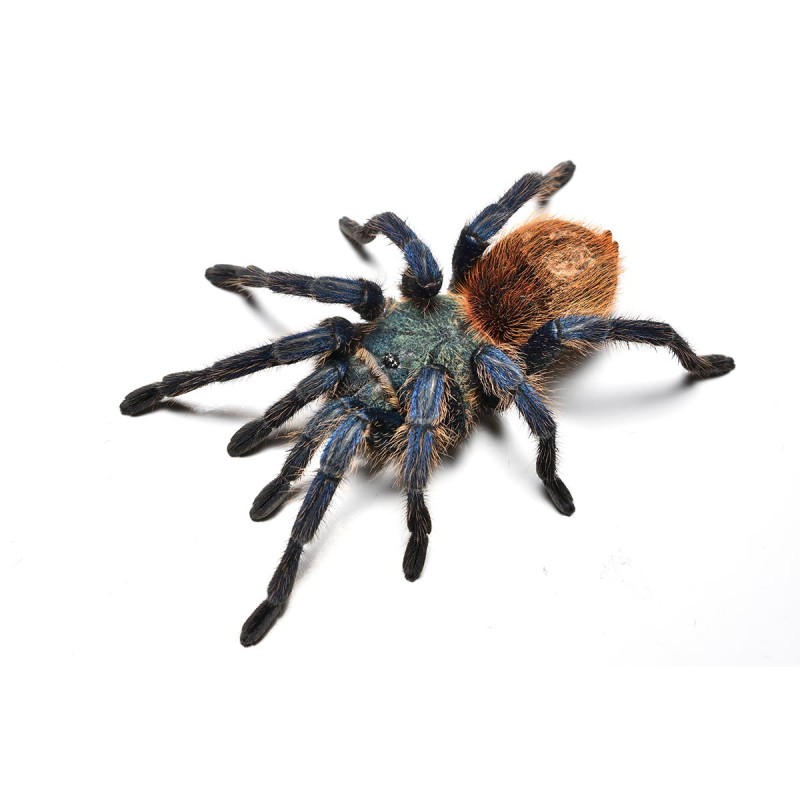 Ptasznik (Chromatopelma cyaneopubescens)