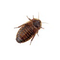 Karaczany argentyńskie (Blaptica dubia)