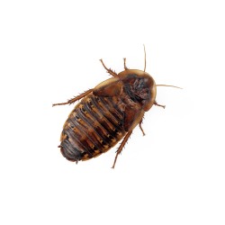 Karaczany argentyńskie (Blaptica dubia)