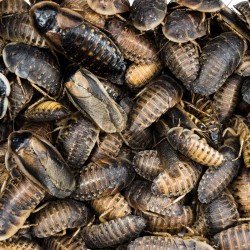 Karaczany argentyńskie (Blaptica dubia)