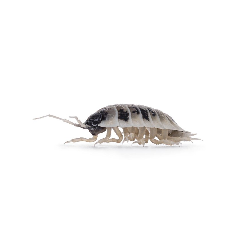 12x Porcellio laevis Dairy Cow