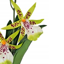 Storczyk Spider Orchid 43cm EXO TERRA Storczyk Spider Orchid 43cm EXO TERRA