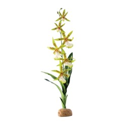 Storczyk Spider Orchid 43cm EXO TERRA