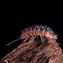 Armadillidium werneri
