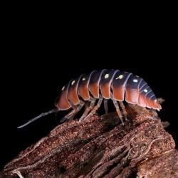 Armadillidium werneri