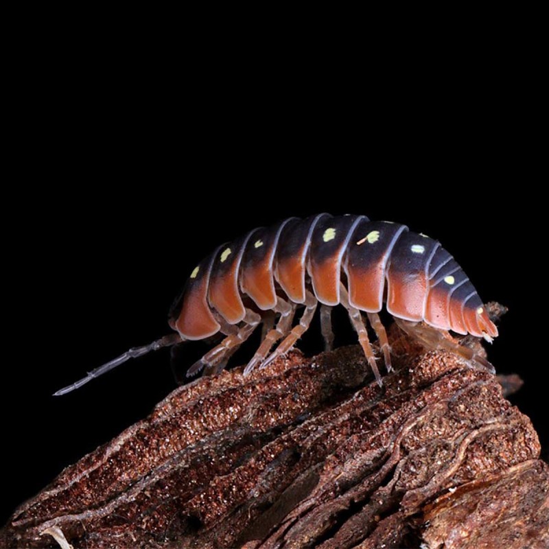 Armadillidium werneri