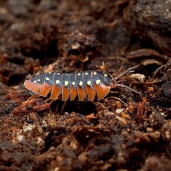 Armadillidium werneri