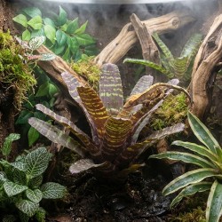 Roślina sztuczna Bromelia Chestnut ZooMed