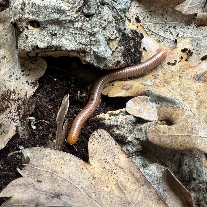 Spirostreptus sp. Tanzania