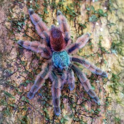 Ptasznik Caribena versicolor