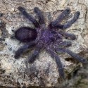 Ptasznik Avicularia Purpurea
