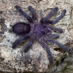 Ptasznik Avicularia Purpurea