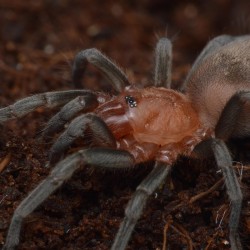 Ptasznik Bumba horrida Ptasznik Bumba horrida