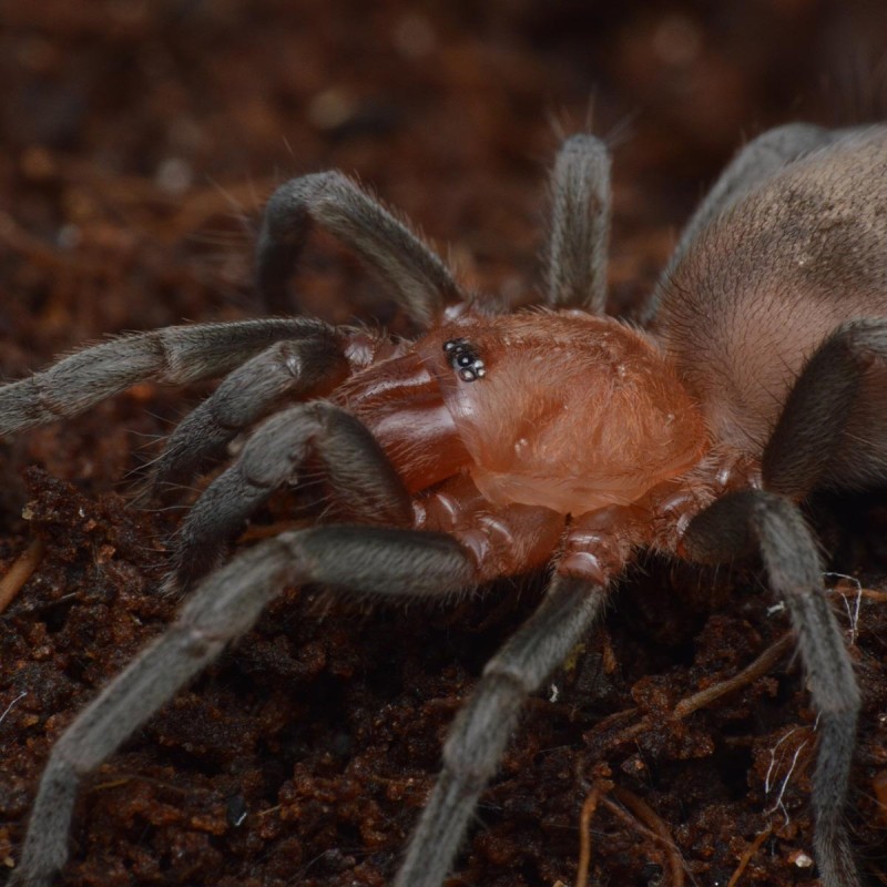 Ptasznik Bumba horrida Ptasznik Bumba horrida
