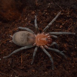 Ptasznik Bumba horrida
