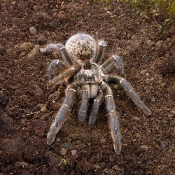 Ptasznik Ceratogyrus marshalli