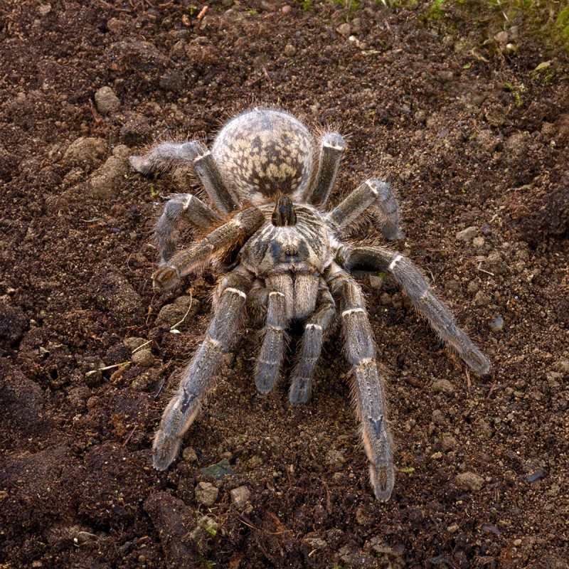 Ptasznik Ceratogyrus marshalli