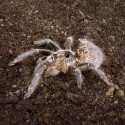 Ptasznik Ceratogyrus marshalli