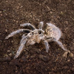 Ptasznik Ceratogyrus marshalli