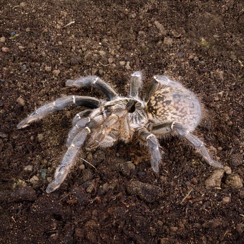 Ptasznik Ceratogyrus marshalli