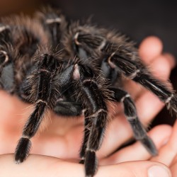 Ptasznik olbrzymi Lasiodora parahybana