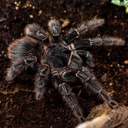 Ptasznik olbrzymi Lasiodora parahybana