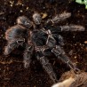 Ptasznik olbrzymi (Lasiodora parahybana)