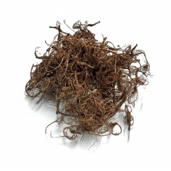 Naturalne korzonki Curly Moss