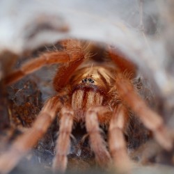 Neoholothele incei gold
