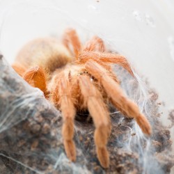 Neoholothele incei gold